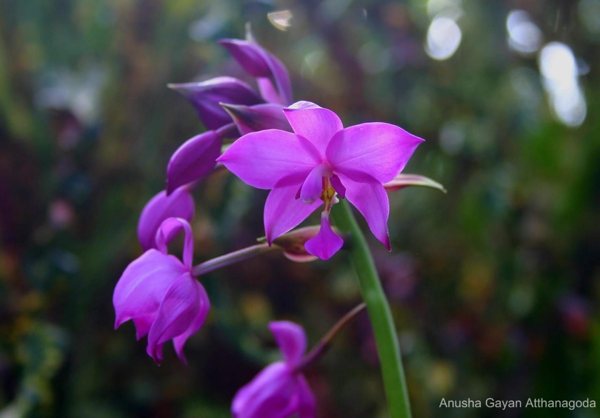 Spathoglottis plicata Blume